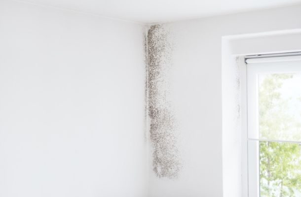 Wilmington-North-Carolina-Mold-Remediation-Project-1-1
